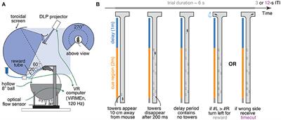 An Accumulation-of-Evidence Task Using Visual Pulses for Mice Navigating in Virtual Reality